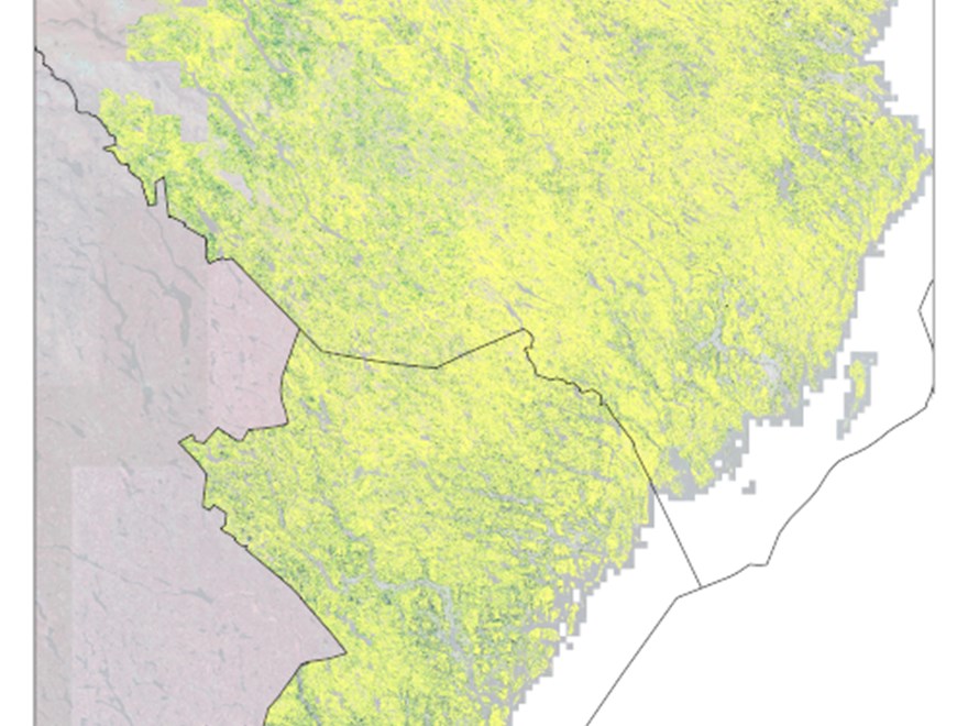 Karta som visar björk i Västerbotten och Västernorrland