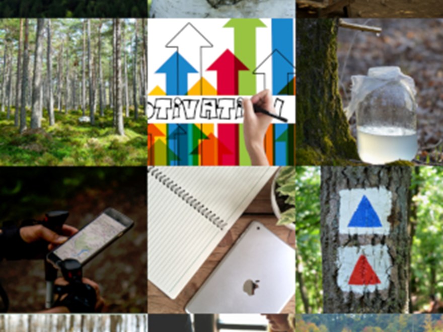 12 små bilder från skogen