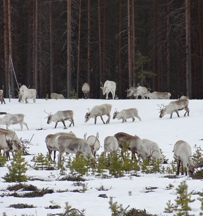 Herd of reindeer grazing lichen. Photo.
