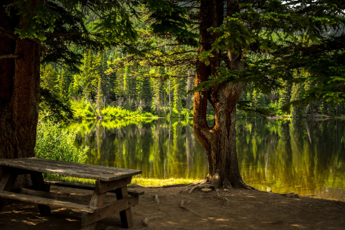 En bänk i skogen vid en sjö