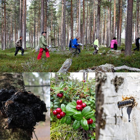 Picture of people hiking in the forest, sap-tapping, mushrooms and berries