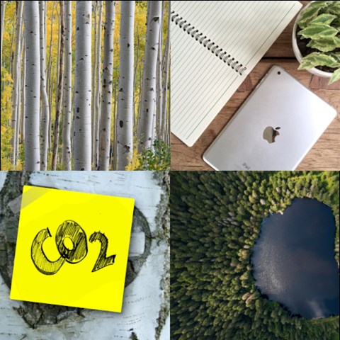Four images of forest