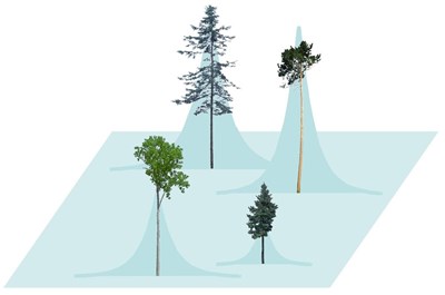 Fyra träd i ett höjdfördelningsdiagram. Bild.