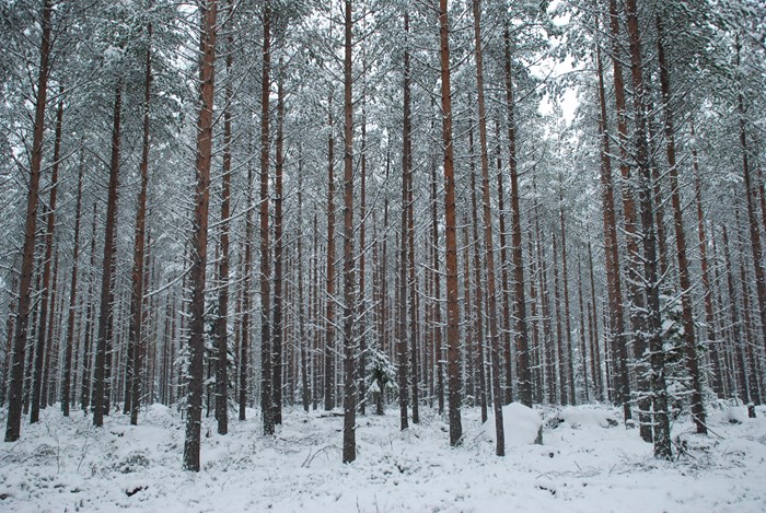 Planterad granskog i vinterskrud.