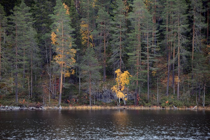 Blandskog vid en sjö. Några träd har höstfärger. Foto.