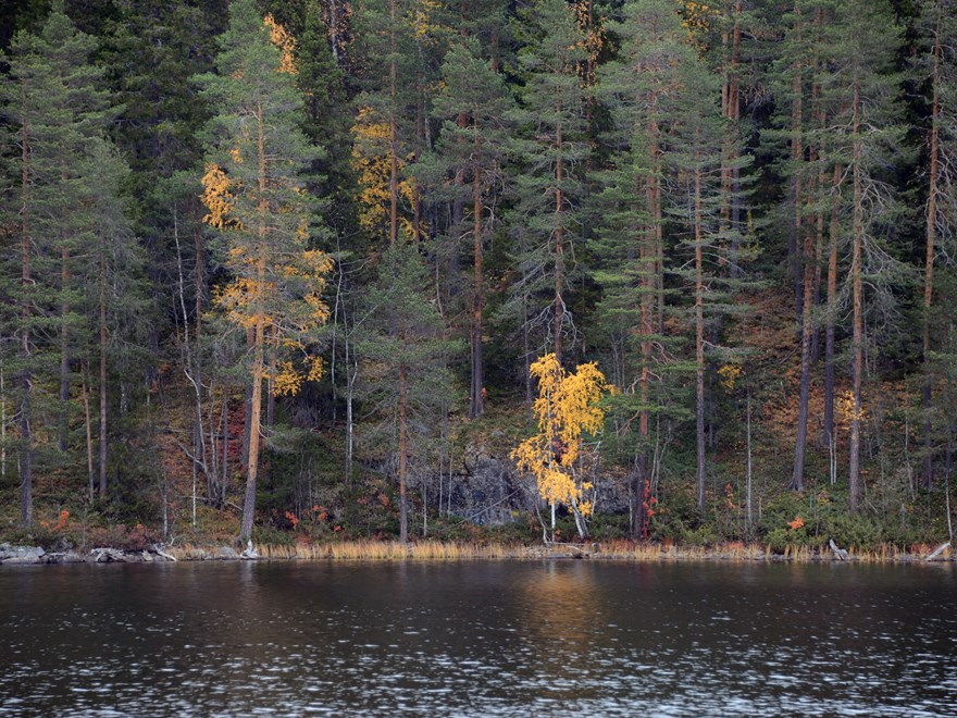 Blandskog vid en sjö. Några träd har höstfärger. Foto.