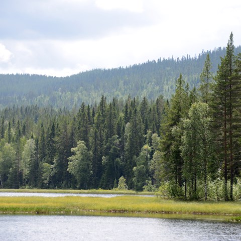 Blandskog vid sjö. Sommarens ljus och färger. Foto.