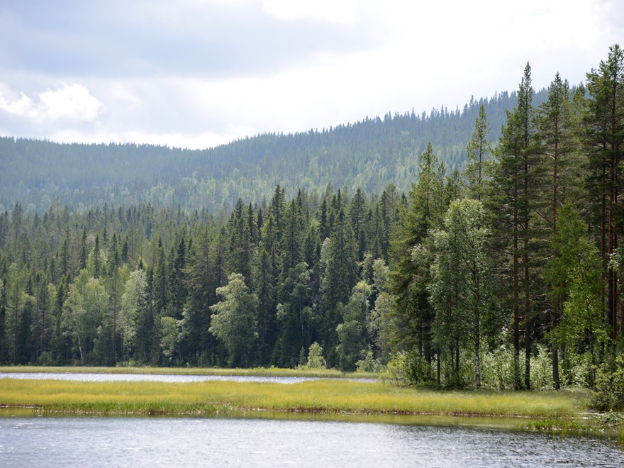 Blandskog vid sjö. Sommarens ljus och färger. Foto.