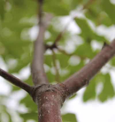 Branches in a decidius tree. Photo.