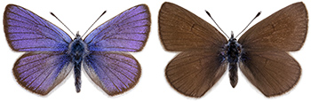 Ängsblåvingar - hane med blå vingovansida och hona med brun vingovansida