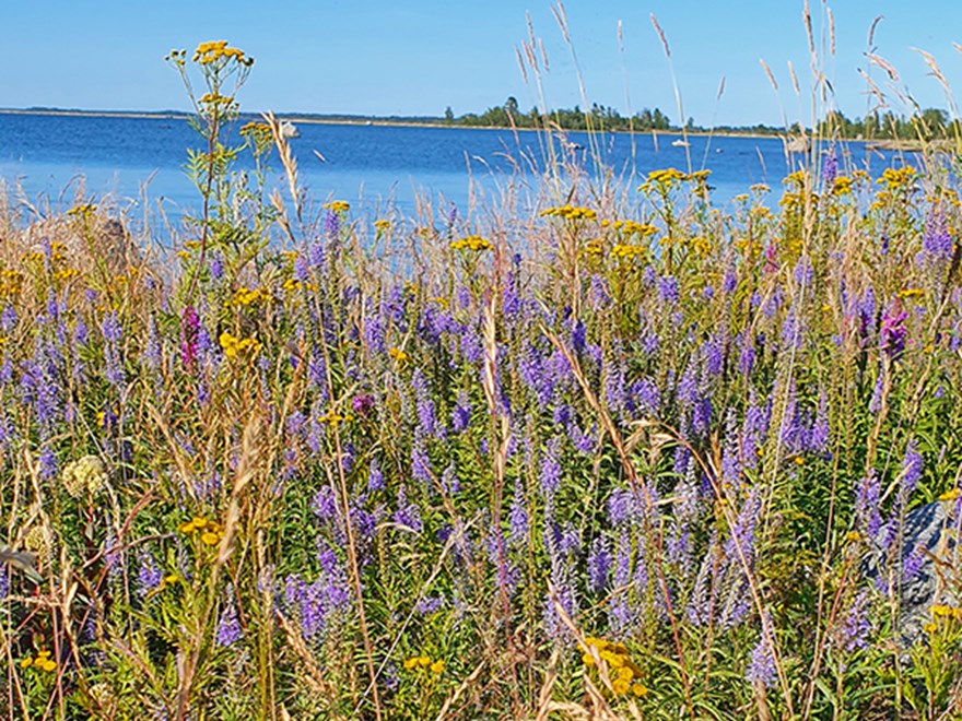 Blommor och gräs med hav och himmel i bakgrunden. Foto.