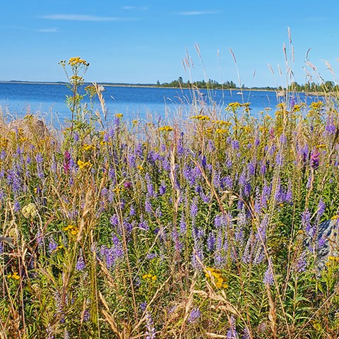 Blommor och gräs med hav och himmel i bakgrunden. Foto.