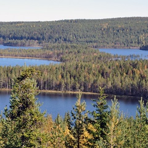 Utsikt över skogslandskap