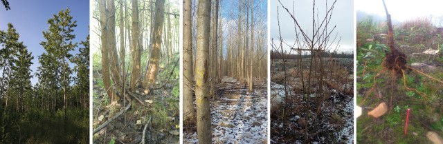 poplar plant establishment