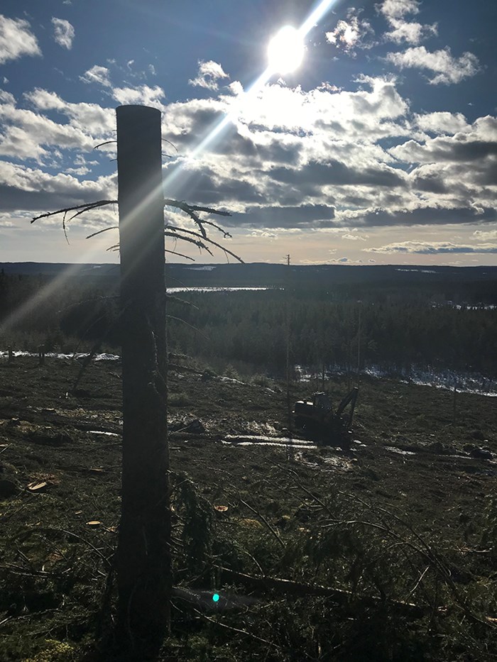 Död trädstam på kalhygge i motljus