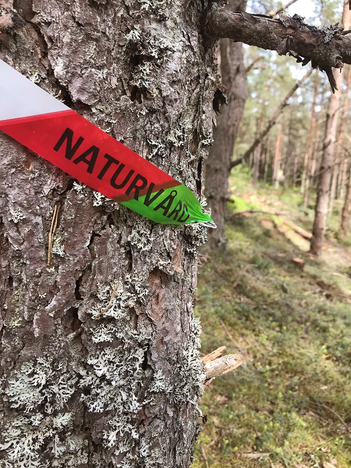 plastband med texten "Naturvård" runt trädstam, grön växtlighet i bakgrunden