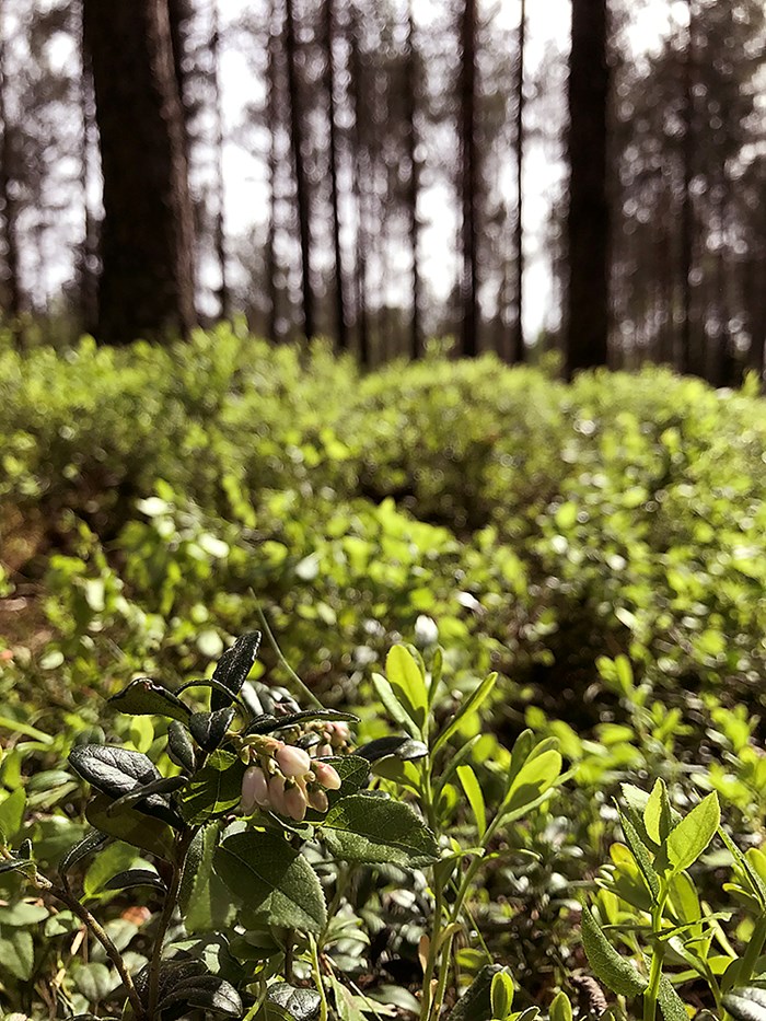Blommande blåbärsris, grön skogsmiljö bakom