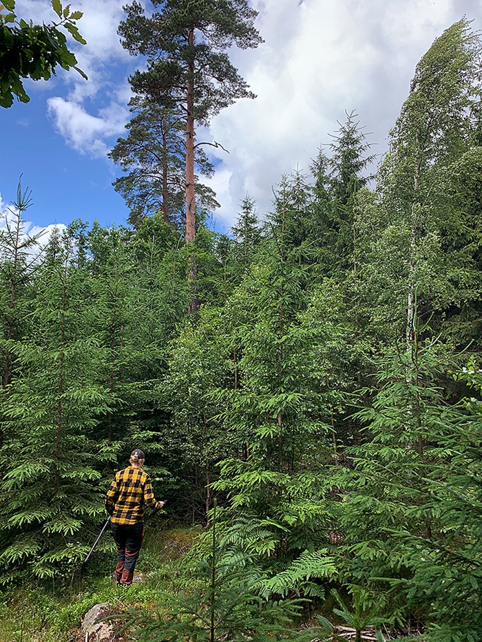 Människa, arbetsklädd, i skogen