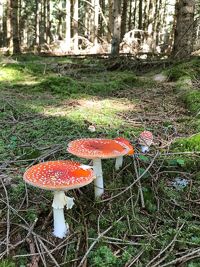 Röd flugsvamp, 2 st, i förgrunden, skog bakom