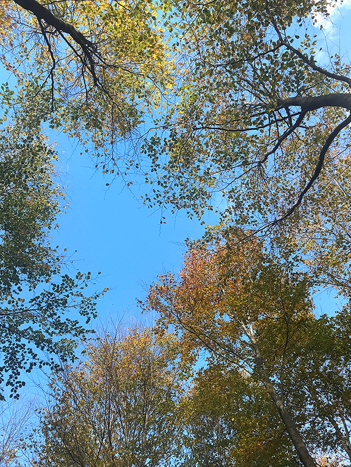 Trädtoppar sedda nerifrån mot en blå himmel