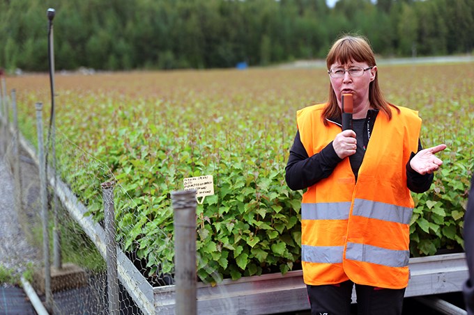 Woman talking in front of rows with birch plants. Photo.