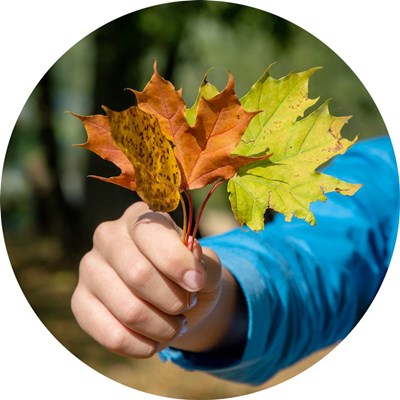 A hand holding autumn leaves. Photo.