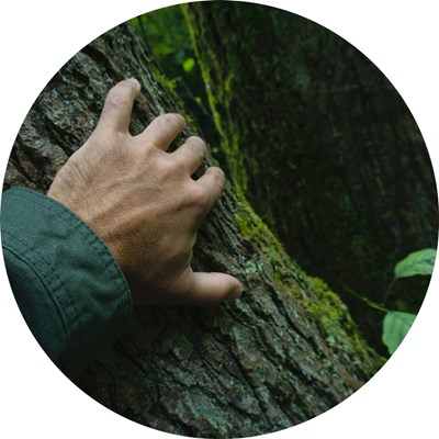 En hand på en trädstam. Foto.