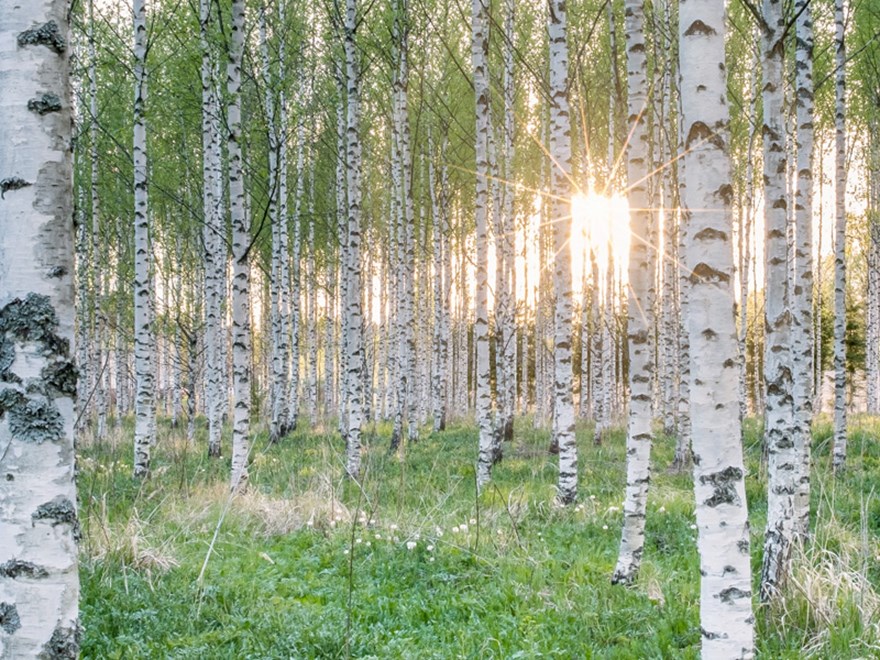 En björkskog. Foto.