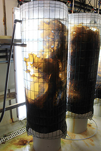 Brown algae. Photo. 