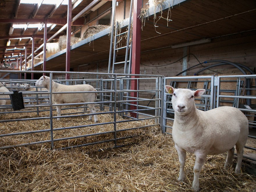 A lamb in a box at Götala research station. Photo.