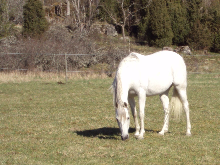 A white horse grazing in a pasture with junipers, trees and bushes in the background. Photo.