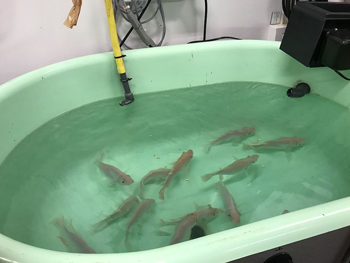 Close up of a fish tank with fish. Photo. 