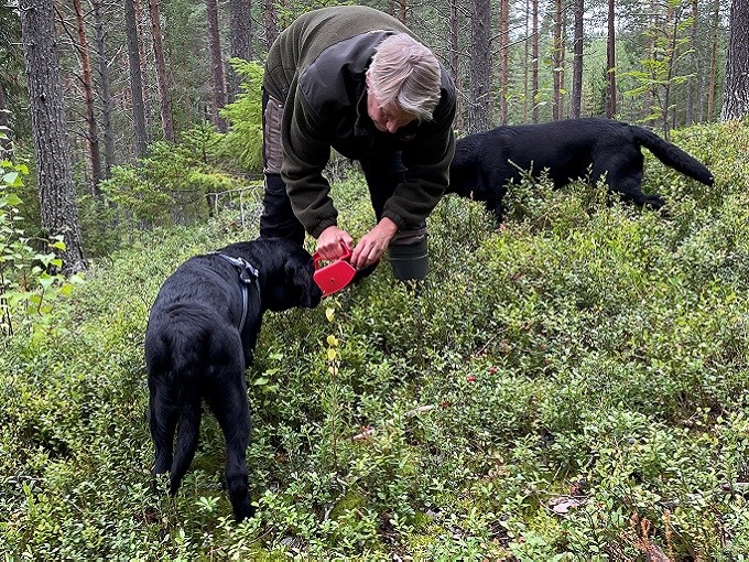 Bob i skogen