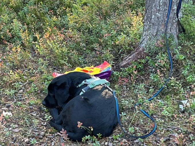 Bob vilar i skogen