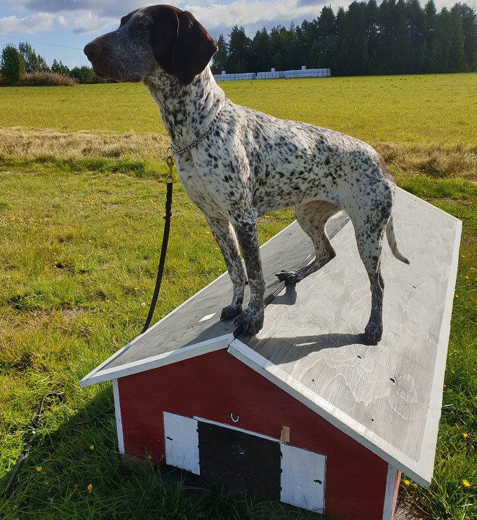 En av alla balansövningar på våra promenader