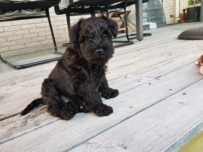 Molly