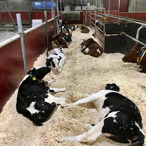 Calves resting in the calf creep. Photo.
