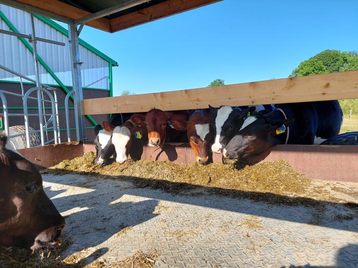 Eating from the feed wagon. Photo.