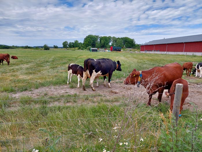 Suckling calves out on pasture. Photo.