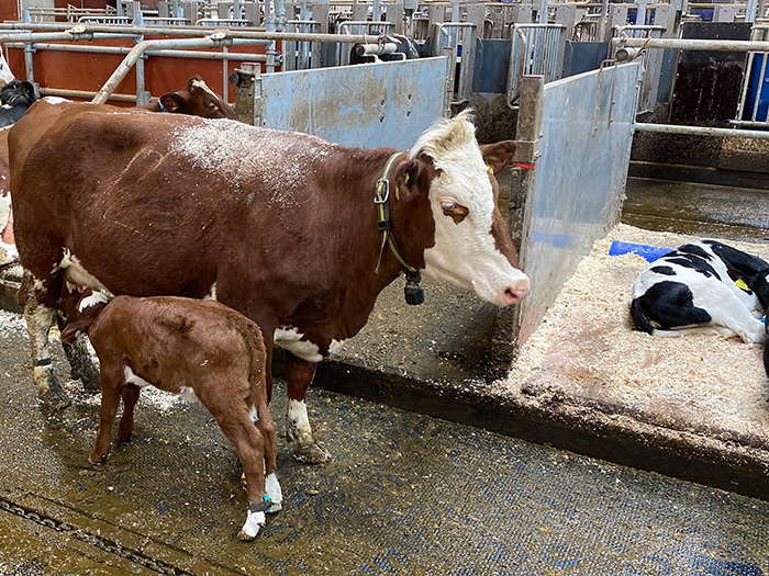 Cow with suckling calf in lying area. Photo.