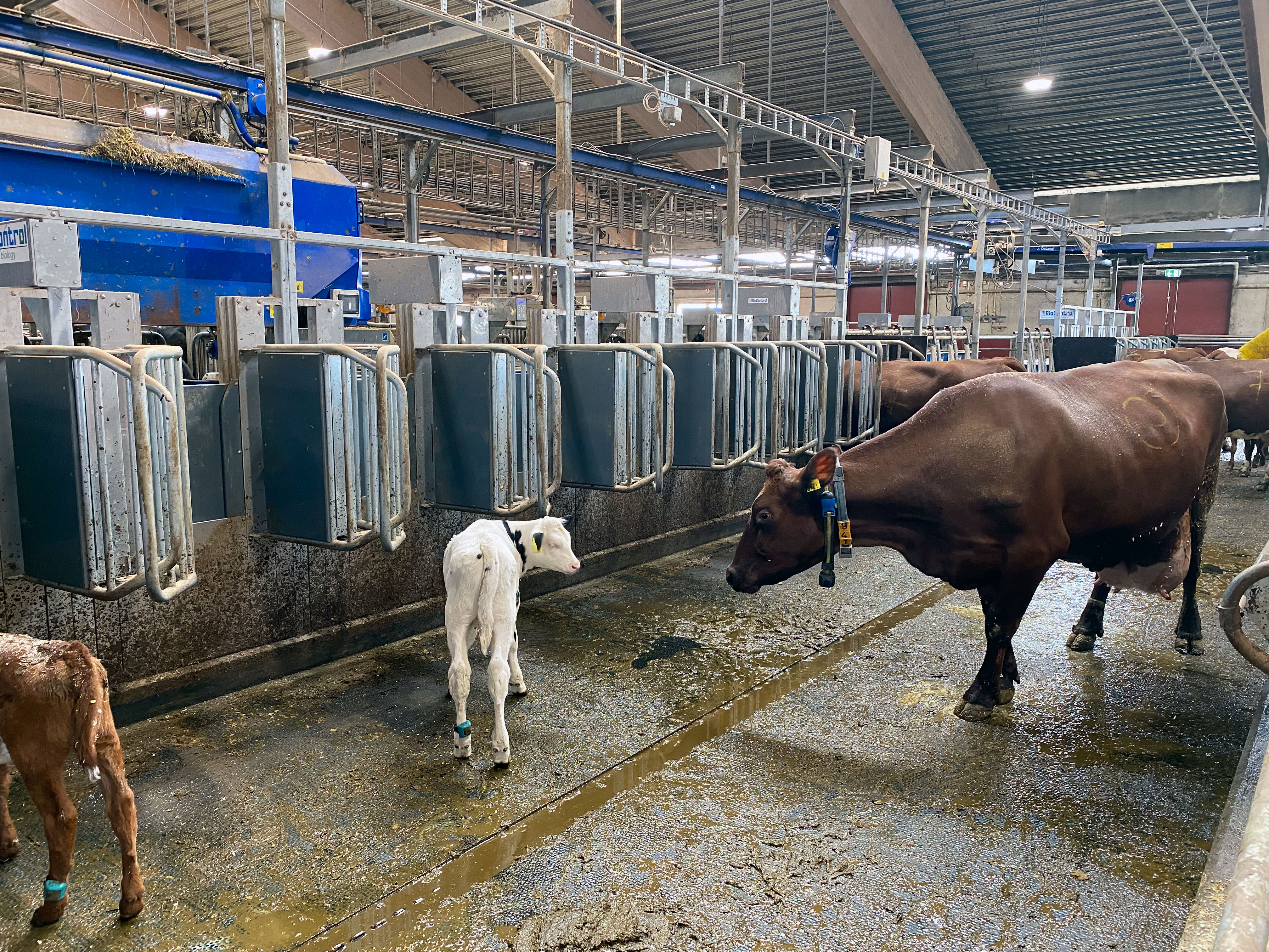 A cow and a calf in the feed alley. Photo.