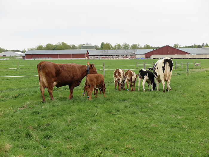 Two cows and many calves out on pasture. Photo.