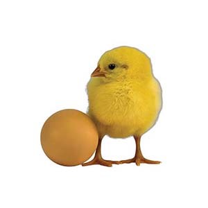 Gul kyckling vid ett brunt hönsägg. Foto.
