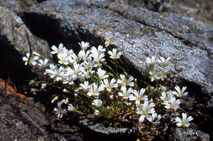 White flowers in a crevice, photo.