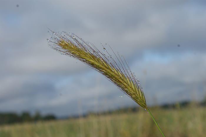 A spike under a blue sky, photo.