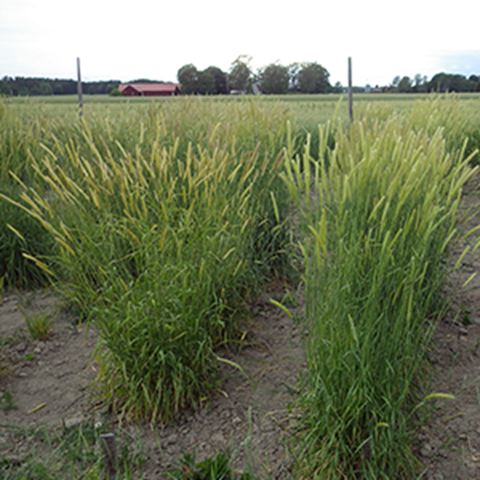 A field with barley-like plants, a red house in the background, photo.