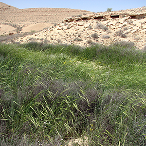 A field of green plants with a desert in the background, photo.