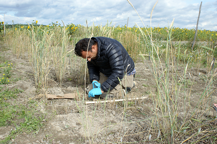 A man kneeling in a field, taking samples by the ground, photo.