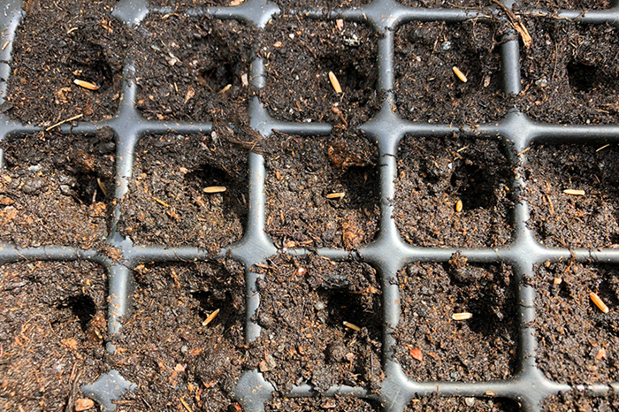 White seeds in black planting compartments, photo.