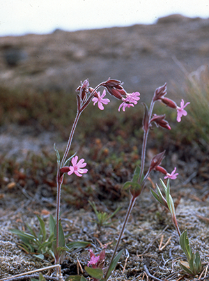 Pink flowers growing in mountain area, photo.